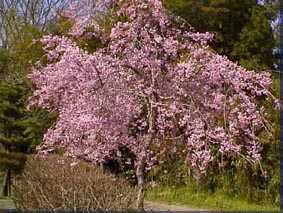 台山公園･ロケット周辺の桜
